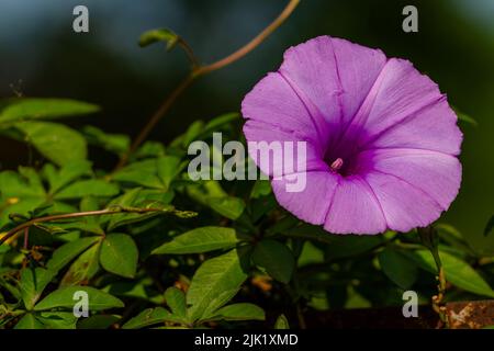 Ipomoea setifera Poir fiore che è in fiore è a forma di una tromba viola, sfocato verde fogliame sfondo Foto Stock