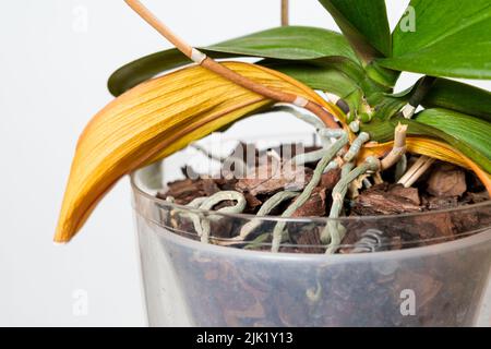 Radici di orchidee secche e foglie giallastre, su sfondo bianco Foto Stock