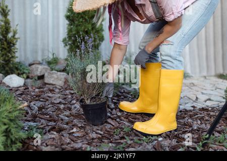 Una giovane donna sta piantando un cespuglio di lavanda nel suolo. Concetto di giardinaggio - piante fioraio fiori in giardino estivo. Foto Stock