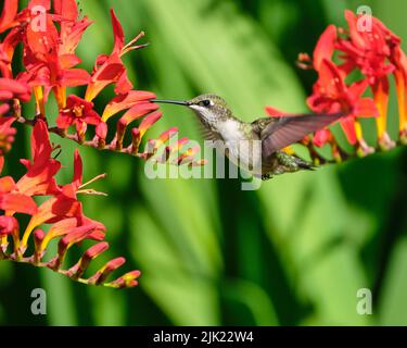 Un giovane hummingbird, Archilochus colubris, in volo avvicinandosi ad un fiore rosso di cosmia Foto Stock