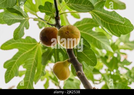 La figura maturi frutti sull'albero. Closeup shot. Foto Stock