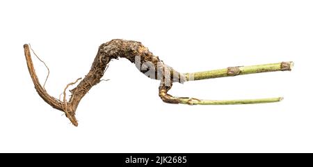 radice naturale di pianta di cicoria comune isolata su sfondo bianco Foto Stock