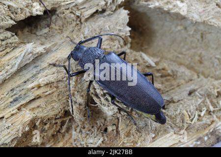 Falegname longhorn, scarabeo corno lungo (Ergates faber), femmina su ceppo di pino di legno morto in cui si sviluppavano le larve. Foto Stock