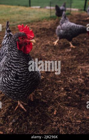 Plymouth Rock Chickens Barred galline in cortile Foto Stock