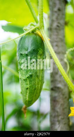 cetrioli crescenti sui rami. il concetto di cibo biologico coltivato a casa. copia soace. Foto Stock