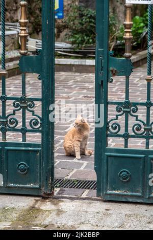Un gatto nella città di Amalfi, nel sud Italia Foto Stock