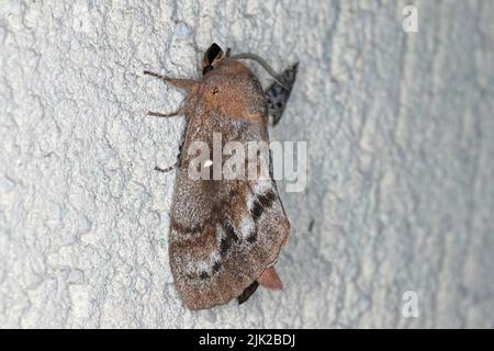 Pino Lappet Moth (Dendrolimus pini), maschio. Foto Stock