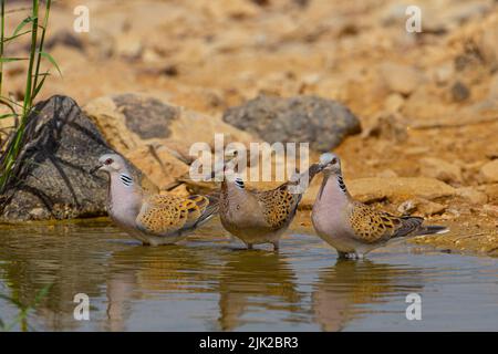 Unione tortora (Streptopelia turtur) Foto Stock