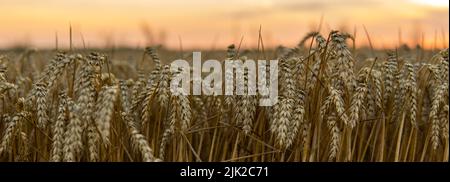 Campo di grano dorato sotto un'impostazione sun.Organic spighe mature dorate di grano su campo agricolo. Foto Stock