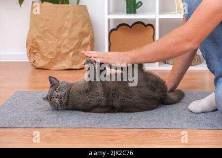 Un uomo gioca con le mani con un gatto grigio chartreuse. Giochi pericolosi. Foto Stock