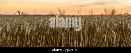 Campo di grano dorato in Ucraina. Spighe di grano giallo maturo contro un cielo luminoso del tramonto. Foto Stock