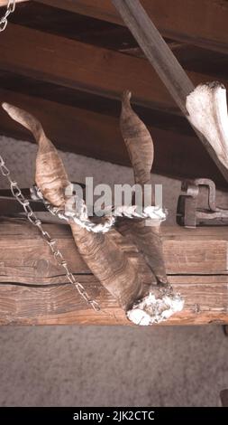 corna di cervi su una trave di legno Foto Stock