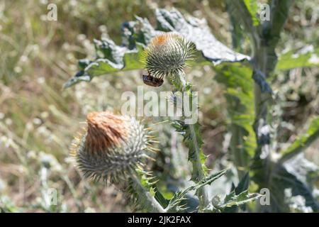 il gattino è appeso sotto la testa del fiore di un cardo graffiato Foto Stock