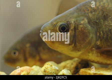 La carpa crociana (Carassius carassius) in un habitat subacqueo Foto Stock