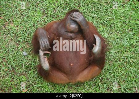 Orangutano borneano - Pongo pygmaeus, l'orangutano che giace sulla sua schiena copre i suoi occhi Foto Stock