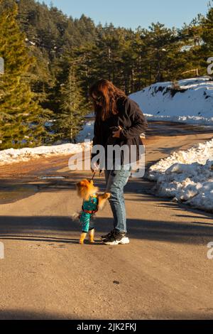 Un Pomeranian nel giro del suo proprietario Foto Stock