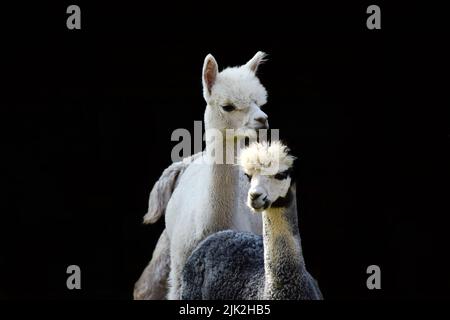 Due alpaca, un adulto e un bambino. Foto Stock
