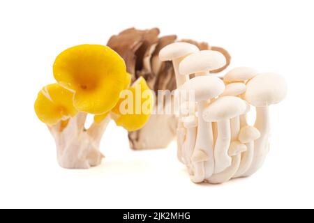 Un cestino pieno di una varietà di funghi freschi diversi isolati su uno sfondo bianco Foto Stock