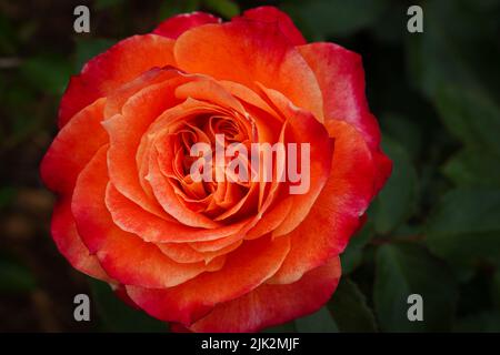 Primo piano di un singolo Poetry pure Rose flower Foto Stock