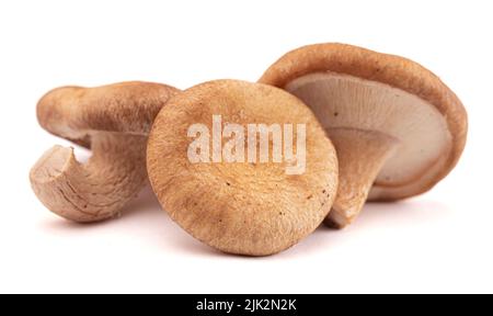 Funghi freschi isolati su uno sfondo bianco Foto Stock