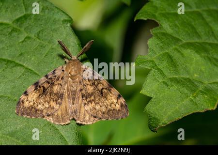 Moth spugnoso - Lymantria dispar Foto Stock