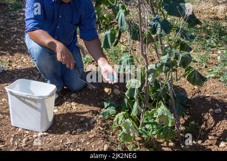 coltivatore che tiene fertilizzante chimico in sua mano. Concimazione vegetale. Controllo del giardino e del raccolto. Ortaggi di coltivazione biologici Foto Stock