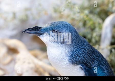 Il piccolo pinguino carino si trova nel centro di conservazione dell'isola di Penguin, Rockginham, Australia Occidentale Foto Stock