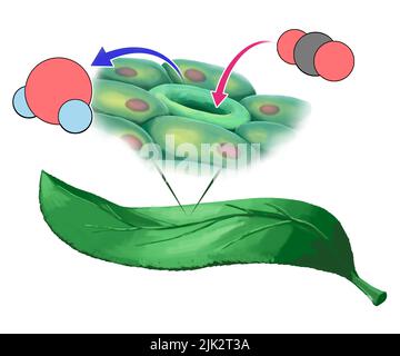 Illustrazione che mostra una molecola di anidride carbonica che entra nello stomatato (freccia rossa) nella foglia e una molecola d'acqua che esce (freccia blu). Foto Stock