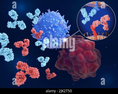 Inibitori del checkpoint immunitario, illustrazione. I checkpoint immunitari sono regolatori del sistema immunitario. Anticorpi (blu chiaro e rosso) bloccano l'interazione tra PD-L1 (morte cellulare programmata 1 ligando 1, molecola rossa) sulla superficie di una cellula tumorale (rosso grande) e il punto di controllo immunitario PD-1 (proteina di morte cellulare programmata 1, molecola blu) su una cellula T (blu grande), Ciò porterebbe all'inibizione delle cellule tumorali che uccidono le cellule T. Foto Stock