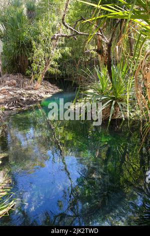 Sorgenti di amaro nella regione di Katherine del territorio settentrionale dell'Australia Foto Stock