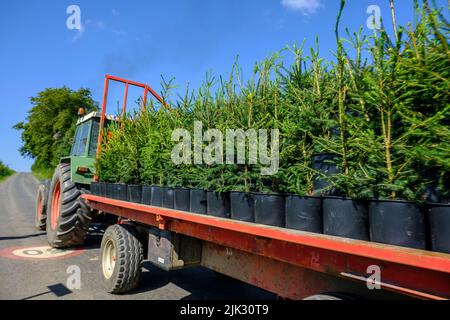 Nel mese di settembre, il pino Nordmann della società Green Cap vengono trasferiti dalla grande casa verde alla piantagione di pini dove vengono piantati. Il n Foto Stock