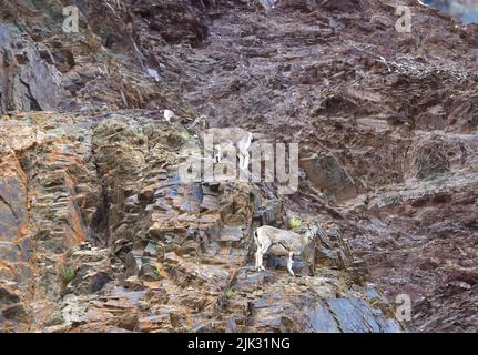 Greater Blue Sheep su terreno roccioso in Himalaya Foto Stock