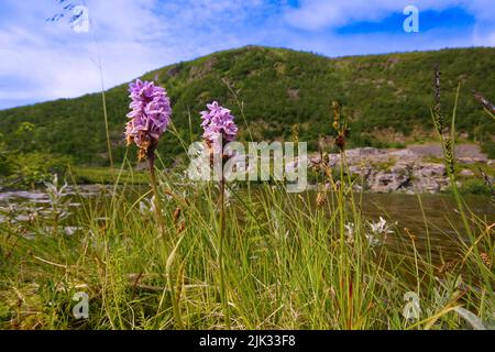 Fiori dell'orchidea comune (Dactylorhiza fuchsii), Norvegia settentrionale Foto Stock