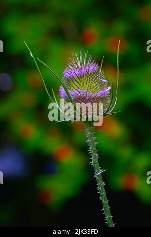 Dipsacus Fullonum o comune Teasel floweirng in un giardino nord del Norfolk. Foto Stock