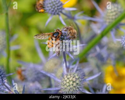 Volucella zonaria Hornet Hoverfly alimentazione sul mare agrifoglio fine luglio Foto Stock