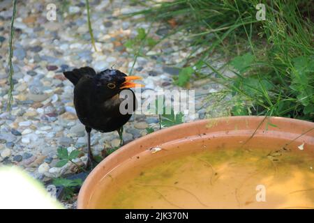 AMSEL si siede in una ciotola di plastica e beve acqua Foto Stock