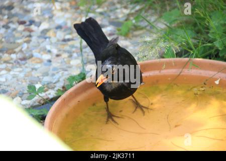 AMSEL si siede in una ciotola di plastica e beve acqua Foto Stock