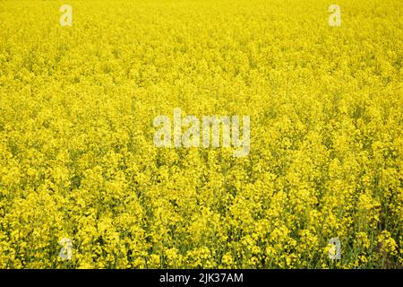 Un campo agricolo di colza gialla in fiore, piante di brassica napus. Sfondo giallo fiori di colza in fiore. Foto Stock