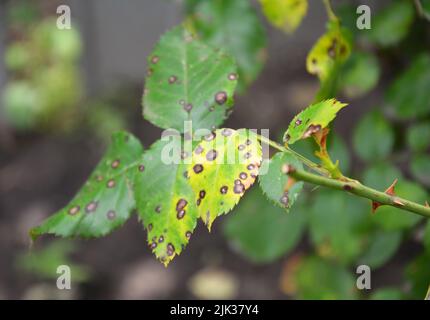 Rose crescere e prendersi cura. Malattia fungina del punto nero della rosa. Macchie nere su foglie verdi e gialle di rosa infettate da una malattia di rosa. Foto Stock