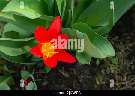 Tulipano rosso con petali aperti, vista dall'alto del fiore Foto Stock