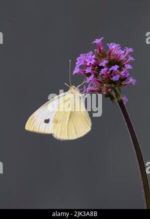 Un primo piano di una piccola farfalla bianca femminile, (Pieris rapae), che si alimenta da un fiore di Verbena Foto Stock