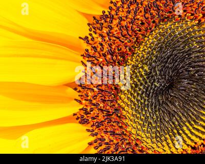 Scatto macro scattato all'interno di una fioritura di girasole Foto Stock