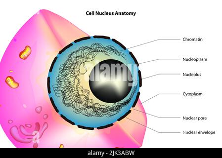 Anatomia del nucleo cellulare Foto Stock