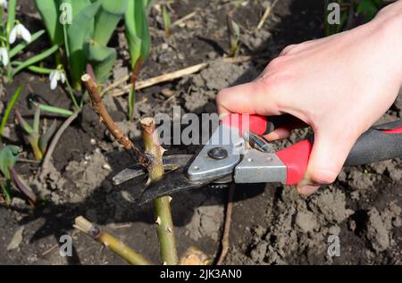 Un giardiniere sta potando le rose tagliando fuori le canne morte, malate e gelo danneggiate della rosa, i gambi con le cesoie di potatura in primavera. Foto Stock