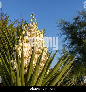 Yucca gigantea (Yucca elephantipes, Yucca guatemalensis) è una specie di yucca originaria del Centro America. Foto Stock