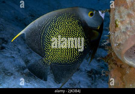 Angelfish francese (Pomacanthus paru) a Cozumel, Messico Foto Stock