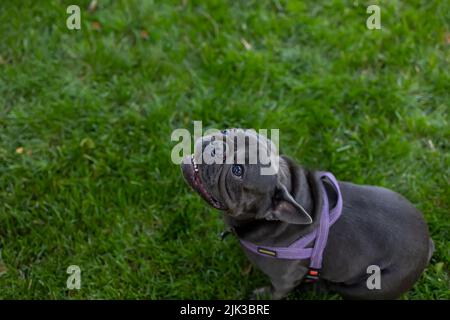 piccolo cane francese frolic sul prato nel parco corre Foto Stock