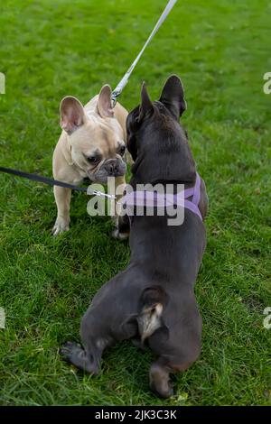 due cani nero bulldog e bianco si incontrarono e si sniffano nel parco Foto Stock