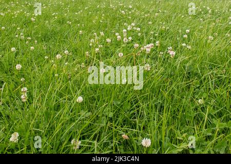 Campo di trifoglio. Foto Stock