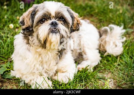 Ritratto di un cane Shih tzu, girato in natura disteso sull'erba Foto Stock